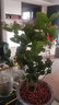 茉莉花苗盆栽帶花苞九里香老樁花卉植物室內(nèi)濃香四季開花好養(yǎng) 大份茉莉花【4-6顆】花苞飽滿 曬單實(shí)拍圖