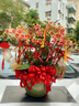 Only you【兩小時(shí)達(dá)】蝴蝶蘭帶花苞花劍花盆真花蘭花盆栽開業(yè)教師節(jié)禮物 8株紫色（瓷盆隨機(jī)） 曬單實(shí)拍圖