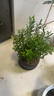 八芽 小葉赤楠盆景擺件室內(nèi)綠植花卉盆栽老樁客廳辦公室桌面好養(yǎng)植物 （【熱銷款】舍得紫砂盆赤楠+苔蘚+底座） 曬單實(shí)拍圖