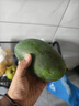 京鮮生 攀枝花凱特芒果 凈重4.5斤 單果600g 生鮮水果 源頭直發(fā) 曬單實(shí)拍圖
