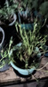 重瓣混色太陽花苗帶根盆栽苗四季開花陽臺大花植物帶花苞室內(nèi)庭院 混色重瓣帶根：【16顆】可開6-15色+花肥 曬單實拍圖