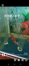 松寶（sobo）魚(yú)缸增氧泵氧氣泵養(yǎng)魚(yú)打氧機(jī)增氧機(jī) 家用小型魚(yú)缸氧氣機(jī)6W雙孔 曬單實(shí)拍圖