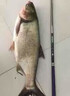 釣魚神器黑科技超聲波誘魚器探魚器電子捕戶魚器強(qiáng)效聚魚抓魚神器 一個(gè)【誘光整條河】 曬單實(shí)拍圖