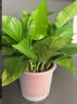 雙盟綠蘿盆栽除甲醛花卉綠植辦公室新房?jī)艋諝?80加侖4盆裝源頭直發(fā) 曬單實(shí)拍圖