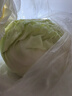 新鮮甘藍(lán)包菜卷心菜新鮮嫩綠蓮花白現(xiàn)摘現(xiàn)發(fā)早餐減脂 新鮮包菜 1.5-2斤 人工挑揀 曬單實(shí)拍圖