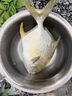 鮮太公【深海捕撈】金鯧魚(yú) 新鮮冷凍 黃金鯧魚(yú)清蒸紅燒海鮮水產(chǎn)順豐冷鏈 金鯧魚(yú)【400-500克/條】6條 曬單實(shí)拍圖