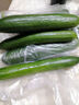 京喜加新鮮無(wú)刺水果小黃瓜小青瓜脆甜荷蘭脆嫩生吃黃瓜蔬菜 水果黃瓜 1斤 凈重 曬單實(shí)拍圖