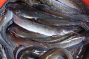 老G鯰魚(yú)瘋小藥專(zhuān)用釣魚(yú)餌料臭魚(yú)餌釣大口鯰添加劑黃顙黃辣丁魚(yú)餌窩料 1瓶裝【免打窩 上鉤快】 曬單實(shí)拍圖