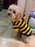 寵城狗狗衣服秋冬季可愛(ài)蜜蜂防掉毛泰迪比熊柴犬寵物貓咪冬天帶帽衛衣 小蜜蜂衛衣 XS【建議1-2斤具體參考胸圍背長(cháng) 曬單實(shí)拍圖