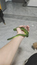 花蝶來(lái)玉米蛇活物爬寵幼體異寵豬鼻開(kāi)食王蛇活體苗子幼崽真蛇寵物蛇幼體 翠青苗 拍好開(kāi)箱視頻 曬單實(shí)拍圖