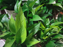 雙盟綠蘿盆栽除甲醛花卉綠植辦公室新房?jì)艋諝?120款10盆源頭直發(fā) 曬單實(shí)拍圖