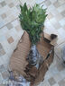 花行榜 竹柏盆栽水培驅(qū)蚊植物綠植盆栽四季常青20棵（不含瓶）源頭直發(fā) 曬單實(shí)拍圖