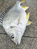 黃腳臘餌料黃鰭鯛專(zhuān)用海釣爆護神器夏季黃立魚(yú)大?；钗r通殺魚(yú)食 一包【試用裝】黃腳臘絕戶(hù)餌 曬單實(shí)拍圖