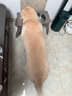 愛肯拿（ACANA）狗糧 鴨肉梨成犬低敏去淚痕全價(jià)通用原裝進(jìn)口糧11.4kg效期26/3 曬單實(shí)拍圖