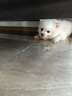 瘋狂小狗 寵物狗零食磨牙棒比熊泰迪中小型犬磨牙潔齒 雞肉繞奶骨150g  曬單實拍圖