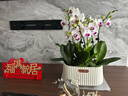 愛(ài)優(yōu)尚蝴蝶蘭帶花苞盆栽秋冬蘭花苗年宵花四季花卉植物紫雅室內源頭直發(fā) 曬單實(shí)拍圖