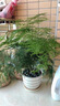 文竹盆栽植物室內(nèi)凈化空氣辦公室綠植花卉盆栽盆景四季常青小盆栽 【特價(jià)促銷款】精品小文竹1盆（簡(jiǎn)易盆） 含盆 曬單實(shí)拍圖