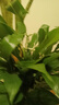 白掌一帆風(fēng)順盆栽植物室內(nèi)花卉綠植水養(yǎng)四季開花新手好養(yǎng)活 白掌1盆帶繁星盆 曬單實拍圖