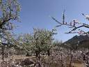 鳳梨鐵盒同款整箱福建復古糕點(diǎn)廈門(mén)伴手特產(chǎn)傳統飯盒懷舊網(wǎng)紅零食 匠心鐵盒裝鳳梨酥【3盒】 曬單實(shí)拍圖