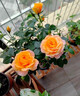 月季花苗四季開(kāi)花大花濃香型灌木月季苗庭院陽(yáng)臺盆栽地栽玫瑰花苗 果汁陽(yáng)臺【大花濃香，多季節開(kāi)花】 扦插小苗15-25cm高 1棵 曬單實(shí)拍圖