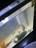 森森 小鯉魚(yú)缸過(guò)濾器凈水循環(huán)三合一內置水族箱過(guò)濾系統XQP-500F 6W 曬單實(shí)拍圖
