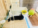布卡星果蔬草本全價(jià)凍干兔糧幼兔成兔垂耳兔小寵物主糧飼料2.5kg 曬單實(shí)拍圖
