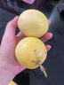 戀果樂欽蜜9號黃金百香果新鮮現(xiàn)摘大果酸甜熱帶水果一級果福建海 1斤特大果（90g以上） 曬單實(shí)拍圖