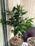 發(fā)財樹(shù)葉子發(fā)黃掉葉爛根綠植物營(yíng)養液通用型花肥客廳植物盆栽專(zhuān)用 發(fā)財樹(shù)營(yíng)養液 500ml 1桶 曬單實(shí)拍圖