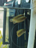 YEE魚(yú)缸電動(dòng)除油膜處理器增氧循環(huán)雨淋水面族箱去油污內置過(guò)濾器 曬單實(shí)拍圖