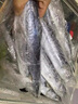 賣(mài)魚(yú)七郎【開(kāi)海新貨】賣(mài)魚(yú)七郎大鲅魚(yú)新鮮活鮐鲅魚(yú)馬鮫魚(yú)整條冷凍青花魚(yú) 600g/條【開(kāi)海新貨】 1條【新鮮捕撈 船凍鎖鮮】 曬單實(shí)拍圖