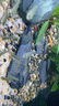 瘋狂水草魚(yú)缸造景裝飾溪流石底部砂石天然溪流缸南美缸造景石烏龜躲避曬臺(tái) 2斤原生溪流片石 小型 【數(shù)量按斤隨機(jī)發(fā)】 曬單實(shí)拍圖
