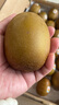 佳沛（zespri）新西蘭  陽(yáng)光金奇異果25-27粒原箱特大果單果約122-146g  獼猴桃 曬單實(shí)拍圖