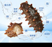 遼參大連有機冷凍海參1斤10-12只非即食京東自營旗艦店獨立包裝正品 曬單實拍圖