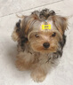 MAG【DHA母乳配方】犬用羊奶粉狗狗新生幼犬成犬寵物專(zhuān)用奶粉400g 曬單實(shí)拍圖