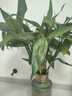 植男植女綠富貴竹水培竹子植物綠植室內好養(yǎng)盆栽不帶根發(fā)財6/70cm源頭直發(fā) 曬單實拍圖