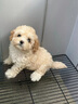 泰迪幼犬純種灰泰迪貴賓犬茶杯犬長(zhǎng)不大小體狗小型犬活體狗寵物狗 寵物級(jí) 香檳泰迪 公 曬單實(shí)拍圖