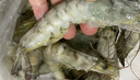 繽鮮 國產(chǎn) 國產(chǎn)青島大蝦鮮蝦盒裝大蝦4050規格凈重3斤-源頭直發(fā) 曬單實(shí)拍圖