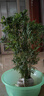 水培米竹室內(nèi)盆栽植物水養(yǎng)觀音竹富貴竹南天竹客廳竹子花卉綠植 精品米竹10顆【30-40厘米】 曬單實(shí)拍圖