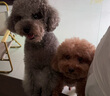 海洋之星 主食凍干雙拼狗糧小型犬中大型犬成犬幼犬糧10kg 曬單實拍圖