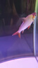 榮郁飛鳳魚(yú)活體直紋飛鳳金鳳銀鳳龍魚(yú)配魚(yú)熱帶觀賞魚(yú)吃垃圾魚(yú)泰國(guó)鯽 17-18直11紋飛鳳一條 曬單實(shí)拍圖