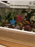異景園魚(yú)缸水族箱造景水榕沉木活體水草淡水無(wú)土植物后景真水草凈水增氧 小巴榕【買(mǎi)就發(fā)3】巨劃算特惠 曬單實(shí)拍圖