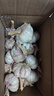 康田匯 陜西2025干新鮮感大蒜現(xiàn)挖新蒜紫皮大蒜批發(fā)鮮蒜紅皮蒜干蒜 2-2.5斤單果4-5CMM凈重1.6斤 曬單實拍圖
