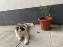 月季花苗四季開花大花濃香型灌木月季苗庭院陽臺(tái)盆栽地栽玫瑰花苗 扦插小苗15-25cm高發(fā)貨實(shí)拍圖 扦插小苗15-25cm高 1棵 曬單實(shí)拍圖