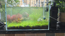 BIOZYM百因美魚(yú)缸硝化細菌150ml活性消化細菌水族藥劑凈水除氮氣非魚(yú)藥 曬單實(shí)拍圖