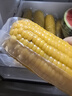 京鮮生 東北黃糯玉米250g*10棒 新鮮甜糯玉米棒真空包裝粘玉米 源頭直發(fā) 曬單實拍圖
