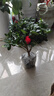 杜鵑花四季開(kāi)花杜鵑盆栽杜鵑花苗陽(yáng)臺客廳帶花苞懶人花卉 1盆【原土原盆】 曬單實(shí)拍圖