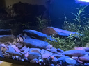 瘋狂水草溪流石溪流底沙溪流缸生態(tài)魚(yú)缸造景全套適合米家魚(yú)缸造景套餐一體 曬單實(shí)拍圖