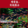 熱帶觀(guān)賞魚(yú)七彩斑馬魚(yú)紅綠燈科魚(yú)小型冷水淡水群游好養活的練手魚(yú) 2-3cm糖果斑馬12條隨機搭配 曬單實(shí)拍圖