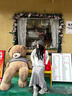 BIBK日本堆堆帽女秋冬季包頭百搭顯臉小卷邊保暖防寒護(hù)耳帽針織冷帽 深灰色 曬單實(shí)拍圖