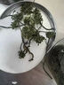 人參花茶大花蕾新鮮曬干貨正品泡水東北人參花茶1斤 長(zhǎng)白山人參花 250.g 曬單實(shí)拍圖